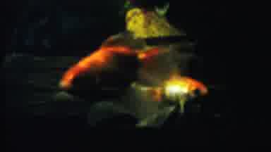 Cheyenne County Kansas (1958): Goldfish Swimming In A Dark Tank With Shipwreck
