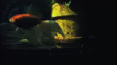 Cheyenne County Kansas (1958): Two Men Relaxing And A Gold Fish In The Aquarium