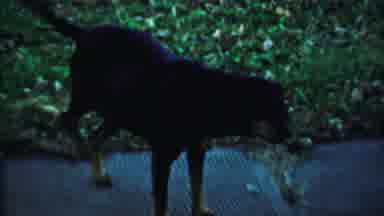 Cheyenne County Kansas (1958): A Dog Moves Around The Street Area And Relaxes