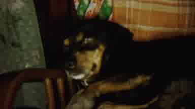 Chadron Nebraska (1959): A Dog To Sleep And Enjoying The Comfort Chair