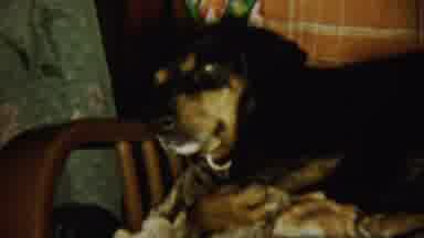 Chadron Nebraska (1959): Big Black Dog Sleeping On A Sofa While Children Playing