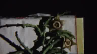Chadron Nebraska (1959): View Of Yellow Flowers And Running Dog Wearing Yellow