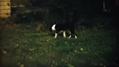 Chadron Nebraska (1959): A Dog Beautiful Movies Around The Park Area To Smell And
