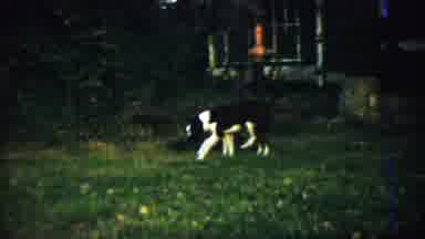 Chadron Nebraska (1959): Cute Black And White Dog Sniffing Around In The Green