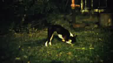 Chadron Nebraska (1959): A Dog Identified Some Thing In The Park And Moving To
