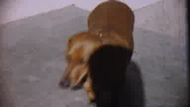 Cheyenne County Kansas (1959): Dachshund Walks Around In Circle In Front Of Camera