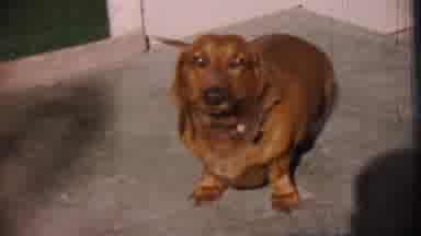 Cheyenne County Kansas (1959): A Cheerful Brown Puppy