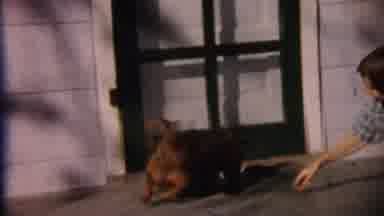 Cheyenne County Kansas (1959): Child Plays With Kitten And Red Dachshund