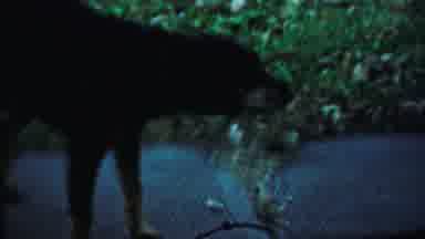Saint Francis Kansas (1959): A Dog Was Very Eager To Move Forward And Having The