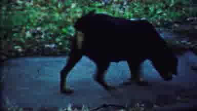 Saint Francis Kansas (1959): Small Dog Walking On Neighborhood Sidewalk Sniffing