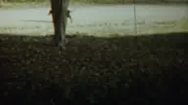 SAINT FRANCIS KANSAS-1959: Curious Black Dog Sniffs Gravel Path