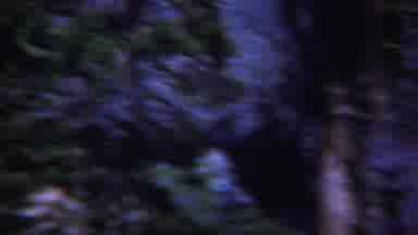 Yellowstone Wyoming (1967): All Things Bright And Beautiful In This Forest