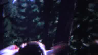 Yellowstone Wyoming (1967): A Girl Baby Was Playing In The Field With Her Brothers