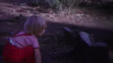 Yellowstone Wyoming (1967): Curious Little Kid Watches A Dead Bark Of A Tree