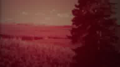 Yellowstone Wyoming (1967): Huge Bear Walks Around The Forest To Explore Things
