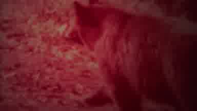 Yellowstone Wyoming (1967): Inside The Park Moving Animal
