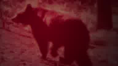 Yellowstone Wyoming (1967): A Deer Was Slowly Moving With Great Way Inside The
