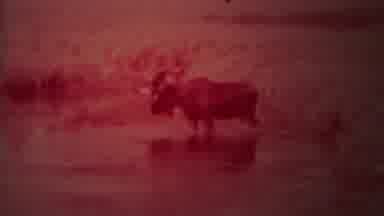 Yellowstone Wyoming (1967): Moose In Water