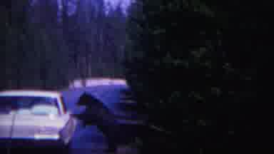 Yellowstone Wyoming (1967): A Car Is Moving The Forest Site And Deer To Aching