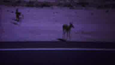 Yellowstone Wyoming (1967): A Brave Deer Attempts To Cross The Busy Road