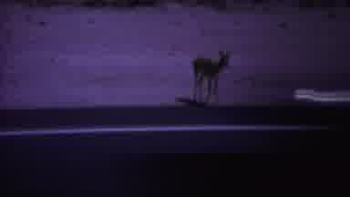 Yellowstone Wyoming (1967): In A Zoo Single Of Deer Case The Road And His Waiting
