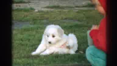 Ephesus Turkey (1962): Child In Yard With Small White Dog Child Puts Fingers In