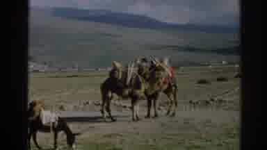 Ephesus Turkey (1962): Two Camels And A Donkey Graze In A Valley As Clouds Hang