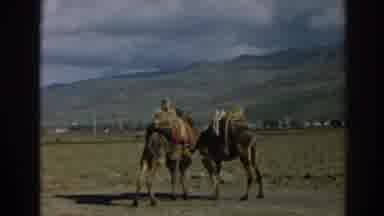 Ephesus Turkey (1962): Two Lama With Empty Back They Probably Finish For The Day