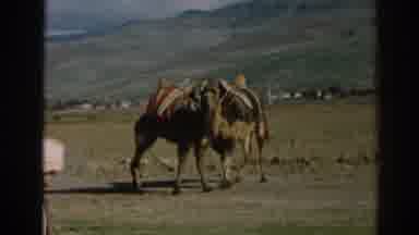 Ephesus Turkey (1962): Man Watches Two Camels Wearing Packs Playing Or Fighting In