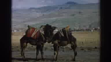 Ephesus Turkey (1962): Traveling Along Camel Back From One Place To Place Usually
