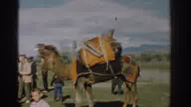 Izmir Turkey (1962): Family Prepares For Long Trip With The Assistance Of A Camel