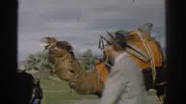 Izmir Turkey (1962): Camel Outdoors Enjoying The Cool Breeze