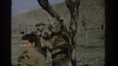 Izmir Turkey (1962): Many Men On A Mountain And Have Captured A Bear The Bear Is