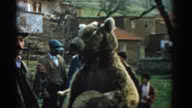 Izmir Turkey (1962): Big Friendly Brown Bear Hanging Out With People
