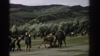 Izmir Turkey (1962): In A Valley Among People A Duo Of Camels Fight