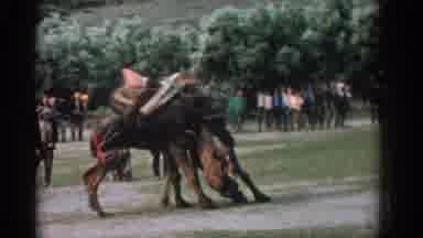 Izmir Turkey (1962): Two Camels With Packs On Their Backs Push Against Each Other