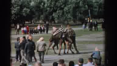 Izmir Turkey (1962): Crowd Tries To Stop Camels From Fighting