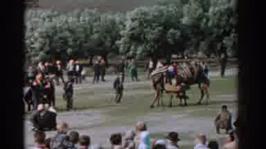Izmir Turkey (1962): Men Gathered Around In A Circle Watching Two Animals Fight