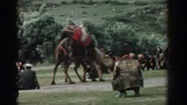 Izmir Turkey (1962): Fighting Between Animals Beautiful Landscape People Resting