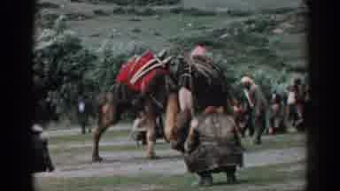 Izmir Turkey (1962): Camels With Loads On Their Backs Fight On A Field At The Base