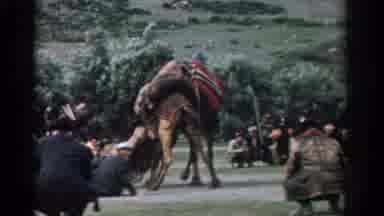 Izmir Turkey (1962): A Group Of Men Watch A Camel Fight And Another Group Watch A