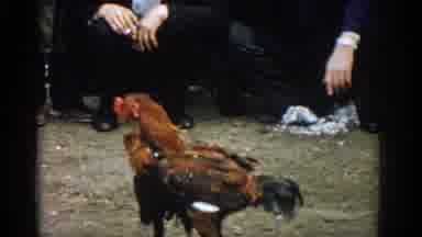 Izmir Turkey (1962): To Male Chicken Fights Each Other And People Watch