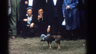 Izmir Turkey (1962): Chickens Maybe Fighting With People Watching Them