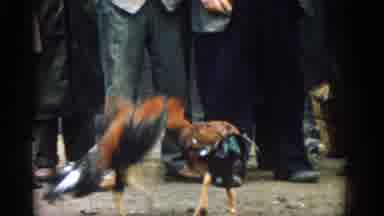 Izmir Turkey (1962): People Watching A Pair Of Orange Cocks Sighing On A Clear Day