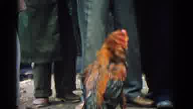 Izmir Turkey (1962): People Participating In A Cockfight