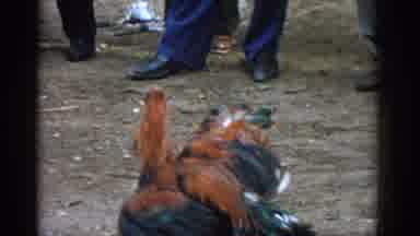 Izmir Turkey (1962): Chicken Jumps For Joy As He Fights Another Chicken