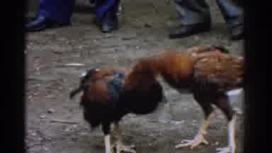Izmir Turkey (1962): Two Roosters Fighting Each Other While Men Stand In A Circle