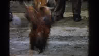 Izmir Turkey (1962): Two Brown Roosters Fighting Outside In Dirt Near Mountains