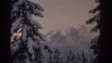 Munich Germany (1963): Spruce Trees Covered In Snow Stand In Front Of A Mountain