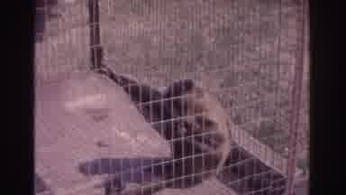 Florida USA (1962): A Monkey In The Cage Probably At Zoo Called Captain